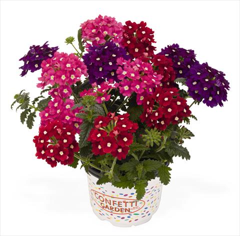 Foto de variedad de flores para ser usadas como: Maceta, patio, Tarrina de colgar 3 Combo RED FOX Confetti Garden Royal Charme