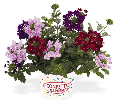 Foto de variedad de flores para ser usadas como: Maceta, patio, Tarrina de colgar 3 Combo RED FOX Confetti Garden Royal Flush