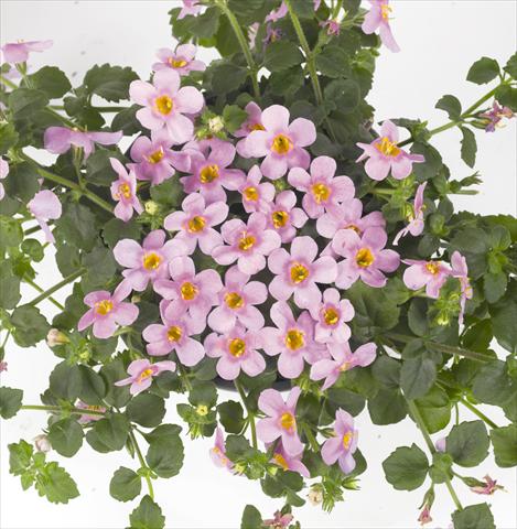 Foto de variedad de flores para ser usadas como: Maceta, patio, Tarrina de colgar Bacopa (Sutera cordata) RED FOX Bahia Pink Halo