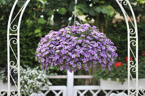 Foto de variedad de flores para ser usadas como: Maceta, planta de temporada, patio Calibrachoa RED FOX Aloha® Double Lavender