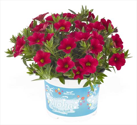 Foto de variedad de flores para ser usadas como: Maceta, planta de temporada, patio Calibrachoa RED FOX Aloha® Kona Cherry