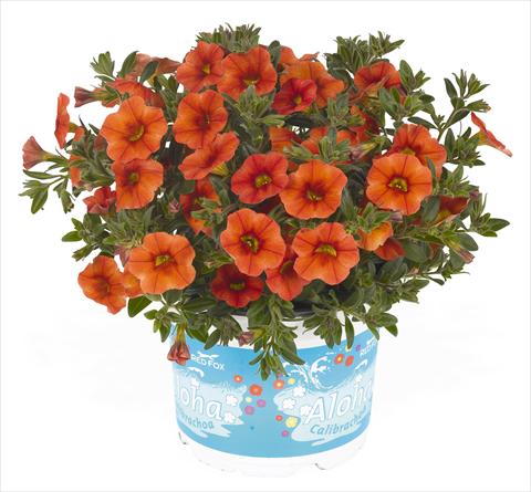 Foto de variedad de flores para ser usadas como: Maceta, planta de temporada, patio Calibrachoa RED FOX Aloha® Kona Hot Orange
