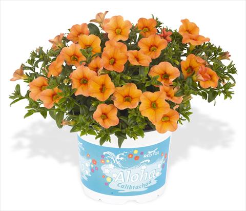 Foto de variedad de flores para ser usadas como: Maceta, planta de temporada, patio Calibrachoa RED FOX Aloha® Kona Mango