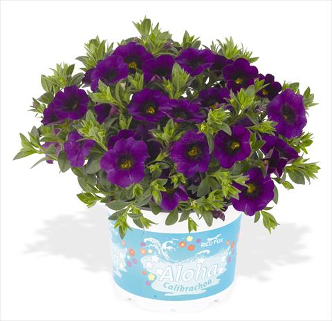 Foto de variedad de flores para ser usadas como: Maceta, planta de temporada, patio Calibrachoa RED FOX Aloha® Kona Midnight Blue