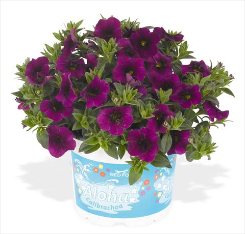 Foto de variedad de flores para ser usadas como: Maceta, planta de temporada, patio Calibrachoa RED FOX Aloha® Kona Midnight Purple