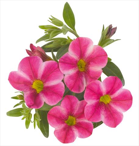 Foto de variedad de flores para ser usadas como: Maceta, planta de temporada, patio Calibrachoa RED FOX Aloha® Neon Volcano
