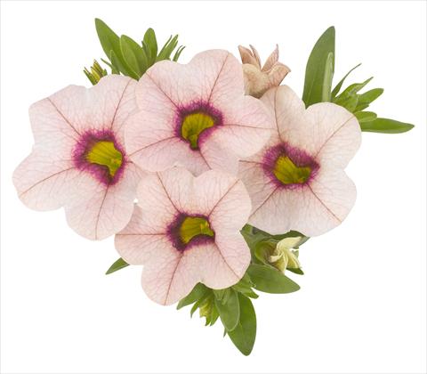 Foto de variedad de flores para ser usadas como: Maceta, planta de temporada, patio Calibrachoa RED FOX Aloha® Tiki Lychee