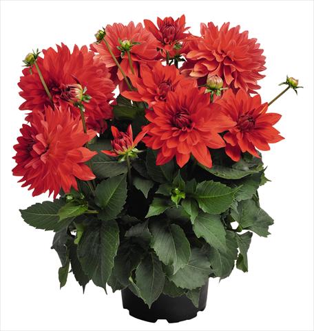 Foto de variedad de flores para ser usadas como: Maceta y planta de temporada Dahlia RED FOX XXL Alamos
