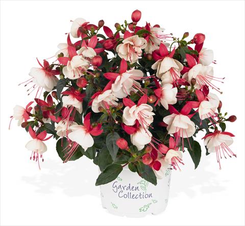 Foto de variedad de flores para ser usadas como: Maceta Fuchsia RED FOX Arêtes Upright Arroyo Grande