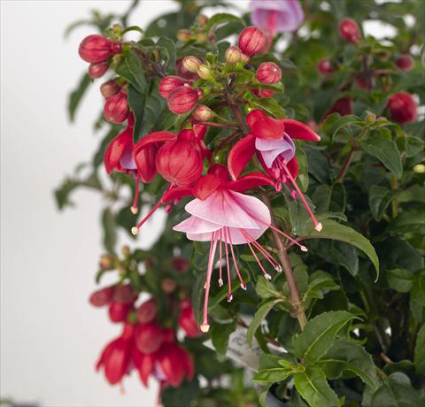 Foto de variedad de flores para ser usadas como: Maceta Fuchsia RED FOX Saba
