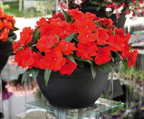 Foto de variedad de flores para ser usadas como: Maceta, planta de temporada, patio Impatiens N. Guinea RED FOX Magnum Dark Red