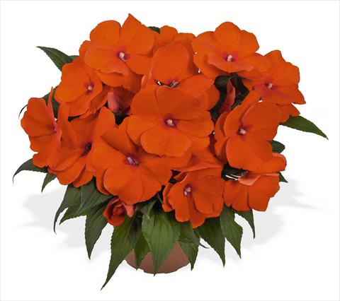 Foto de variedad de flores para ser usadas como: Maceta, planta de temporada, patio Impatiens N. Guinea RED FOX Magnum Orange
