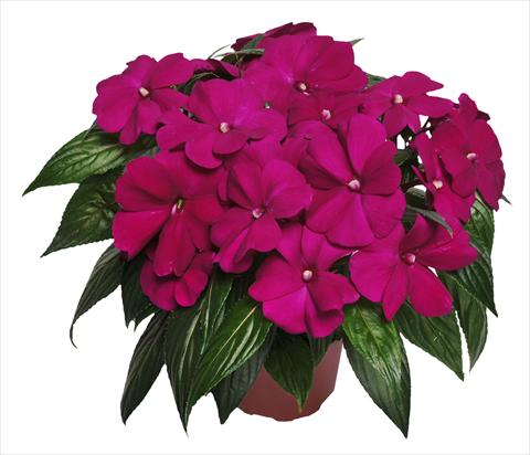 Foto de variedad de flores para ser usadas como: Maceta, planta de temporada, patio Impatiens N. Guinea RED FOX Magnum Purple