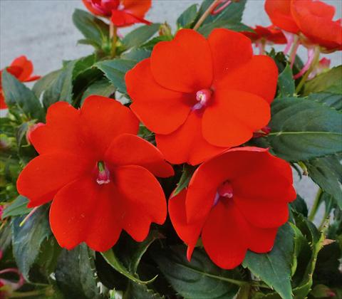 Foto de variedad de flores para ser usadas como: Maceta, planta de temporada, patio Impatiens N. Guinea SunPatiens® Compact Electric Orange