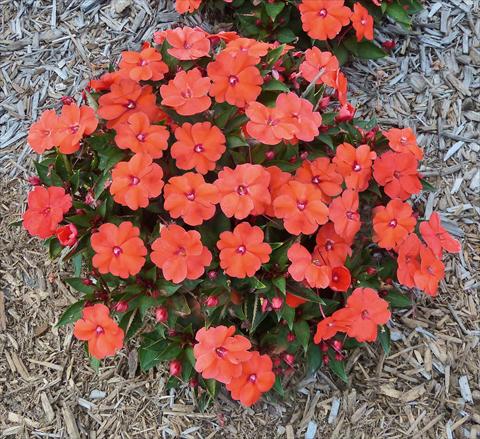 Foto de variedad de flores para ser usadas como: Maceta, planta de temporada, patio Impatiens N. Guinea SunPatiens® Compact Hot Coral