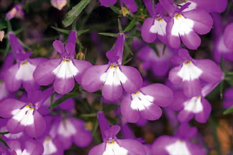 Foto de variedad de flores para ser usadas como: Maceta, planta de temporada, patio Lobelia Hot Lilac White Eye