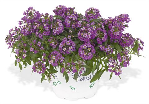 Foto de variedad de flores para ser usadas como: Maceta y planta de temporada Lobularia maritima Lavender Stream