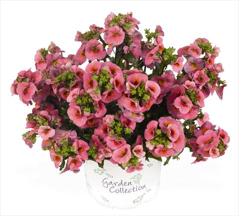 Foto de variedad de flores para ser usadas como: Tarrina de colgar / Maceta Nemesia RED FOX Nemo Pink