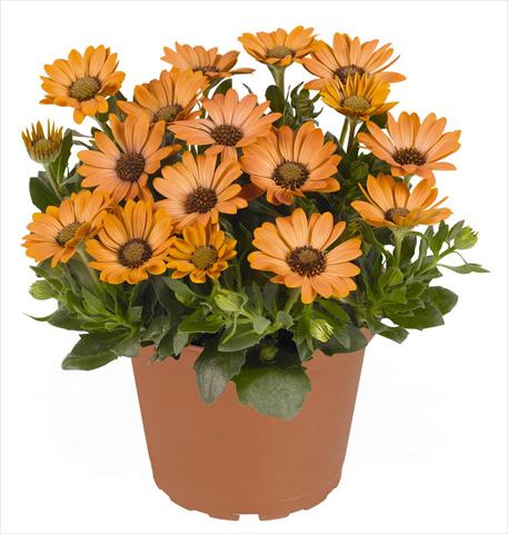 Foto de variedad de flores para ser usadas como: Maceta y planta de temporada Osteospermum RED FOX Summertime® Sweet Copper Sun