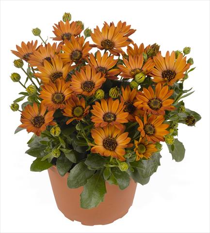 Foto de variedad de flores para ser usadas como: Maceta y planta de temporada Osteospermum RED FOX Summertime® Toffee