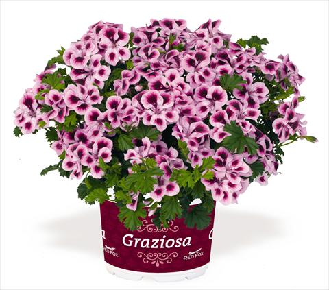 Foto de variedad de flores para ser usadas como: Patio, Maceta Pelargonium interspec. RED FOX Graziosa Piccola Royal Soft Pink