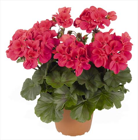 Foto de variedad de flores para ser usadas como: Patio, Maceta Pelargonium interspec. RED FOX Sarita Punch