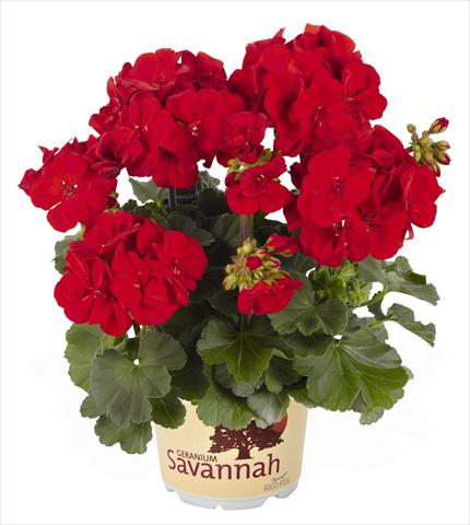 Foto de variedad de flores para ser usadas como: Maceta o Tarrina de colgar Pelargonium zonale RED FOX Savannah Carmine