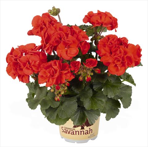 Foto de variedad de flores para ser usadas como: Maceta o Tarrina de colgar Pelargonium zonale RED FOX Savannah Orange