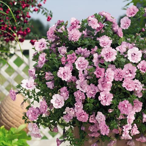 Foto de variedad de flores para ser usadas como: Maceta, planta de temporada, patio Petunia x hybrida RED FOX Double Surprise Soft Pink
