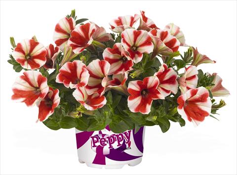 Foto de variedad de flores para ser usadas como: Maceta, planta de temporada, patio Petunia RED FOX Peppy Red