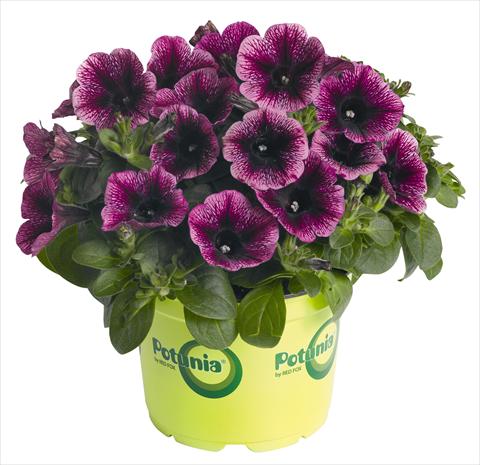 Foto de variedad de flores para ser usadas como: Maceta, planta de temporada, patio Petunia RED FOX Potunia® Piccola Grape Ice