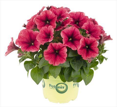 Foto de variedad de flores para ser usadas como: Maceta, planta de temporada, patio Petunia RED FOX Potunia® Plus Strawberry Ice