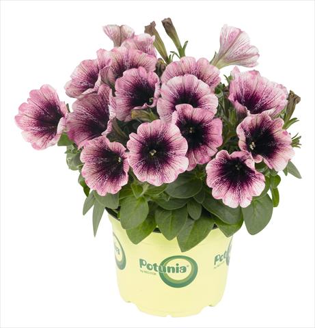 Foto de variedad de flores para ser usadas como: Maceta, planta de temporada, patio Petunia RED FOX Potunia® Plus Watercolor Purple