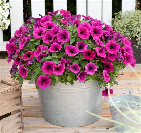 Foto de variedad de flores para ser usadas como: Maceta, planta de temporada, patio Petunia x hybrida RED FOX Sweetunia® Electric Violet