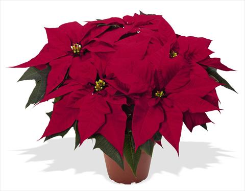 Foto de variedad de flores para ser usadas como: Maceta Poinsettia - Euphorbia pulcherrima RED FOX Special Reds Holly Jolly Dark Red