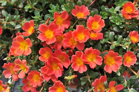 Foto de variedad de flores para ser usadas como: Planta de temporada, patio, Tarrina de colgar Portulaca RED FOX Cupcakes Carrot