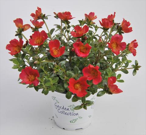 Foto de variedad de flores para ser usadas como: Planta de temporada, patio, Tarrina de colgar Portulaca RED FOX Cupcakes Cherry Baby