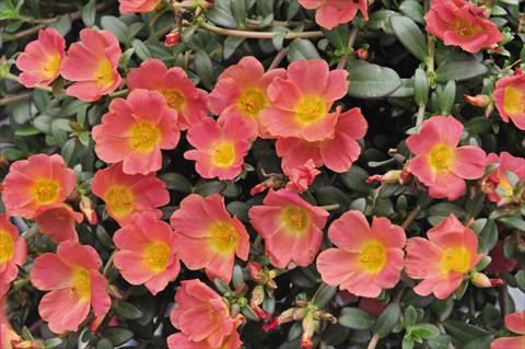 Foto de variedad de flores para ser usadas como: Planta de temporada, patio, Tarrina de colgar Portulaca RED FOX Cupcakes Peachy