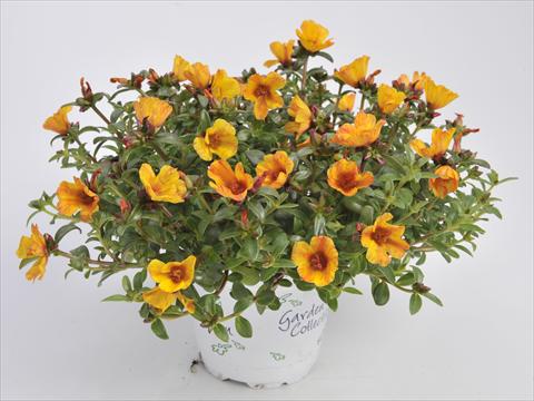 Foto de variedad de flores para ser usadas como: Planta de temporada, patio, Tarrina de colgar Portulaca RED FOX Cupcakes Yellow Chrome