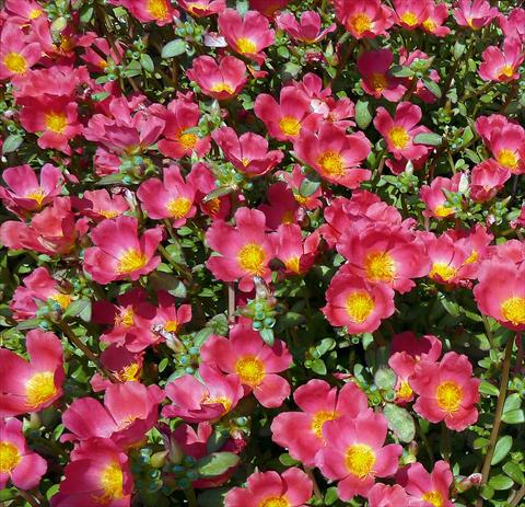Foto de variedad de flores para ser usadas como: Planta de temporada, patio, Tarrina de colgar Portulaca Sun Dance Cherry Red