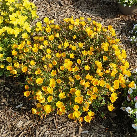 Foto de variedad de flores para ser usadas como: Planta de temporada, patio, Tarrina de colgar Portulaca Sun Dance Gold