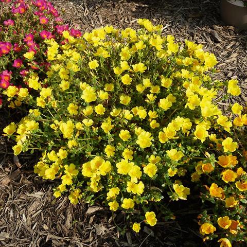 Foto de variedad de flores para ser usadas como: Planta de temporada, patio, Tarrina de colgar Portulaca Sun Dance Lemon