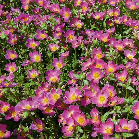 Foto de variedad de flores para ser usadas como: Planta de temporada, patio, Tarrina de colgar Portulaca Sun Dance Pink