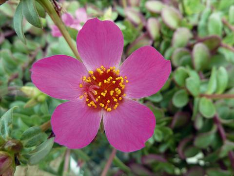 Foto de variedad de flores para ser usadas como: Planta de temporada, patio, Tarrina de colgar Portulaca Sun Dance Rose