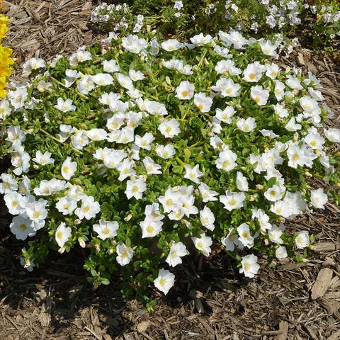 Foto de variedad de flores para ser usadas como: Planta de temporada, patio, Tarrina de colgar Portulaca Sun Dance White