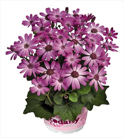 Foto de variedad de flores para ser usadas como: Maceta y planta de temporada Senecium cineraria RED FOX Todaisy Purple