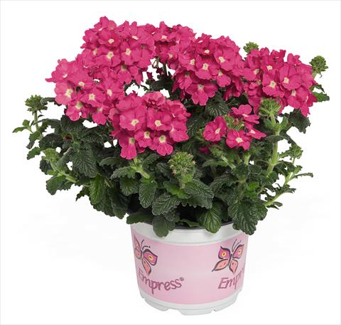 Foto de variedad de flores para ser usadas como: Maceta, patio, Tarrina de colgar Verbena RED FOX Empress Flair Pink Charme