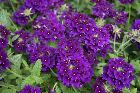 Foto de variedad de flores para ser usadas como: Maceta, patio, Tarrina de colgar Verbena RED FOX Empress Imperial Blue