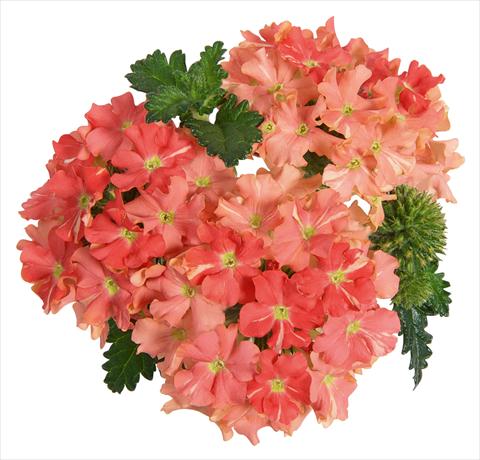 Foto de variedad de flores para ser usadas como: Maceta, patio, Tarrina de colgar Verbena RED FOX Empress Peach