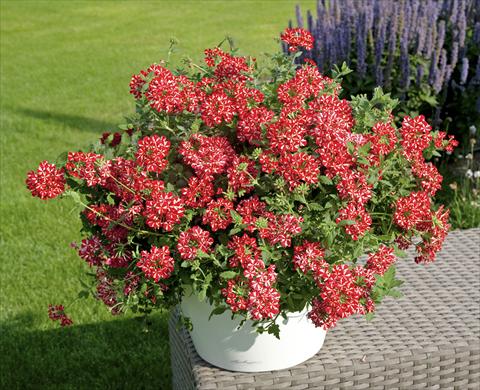 Foto de variedad de flores para ser usadas como: Maceta, patio, Tarrina de colgar Verbena Voodoo Star Red